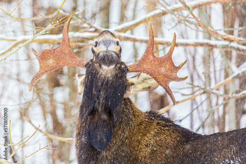 Male elk with antlers in winter forest.