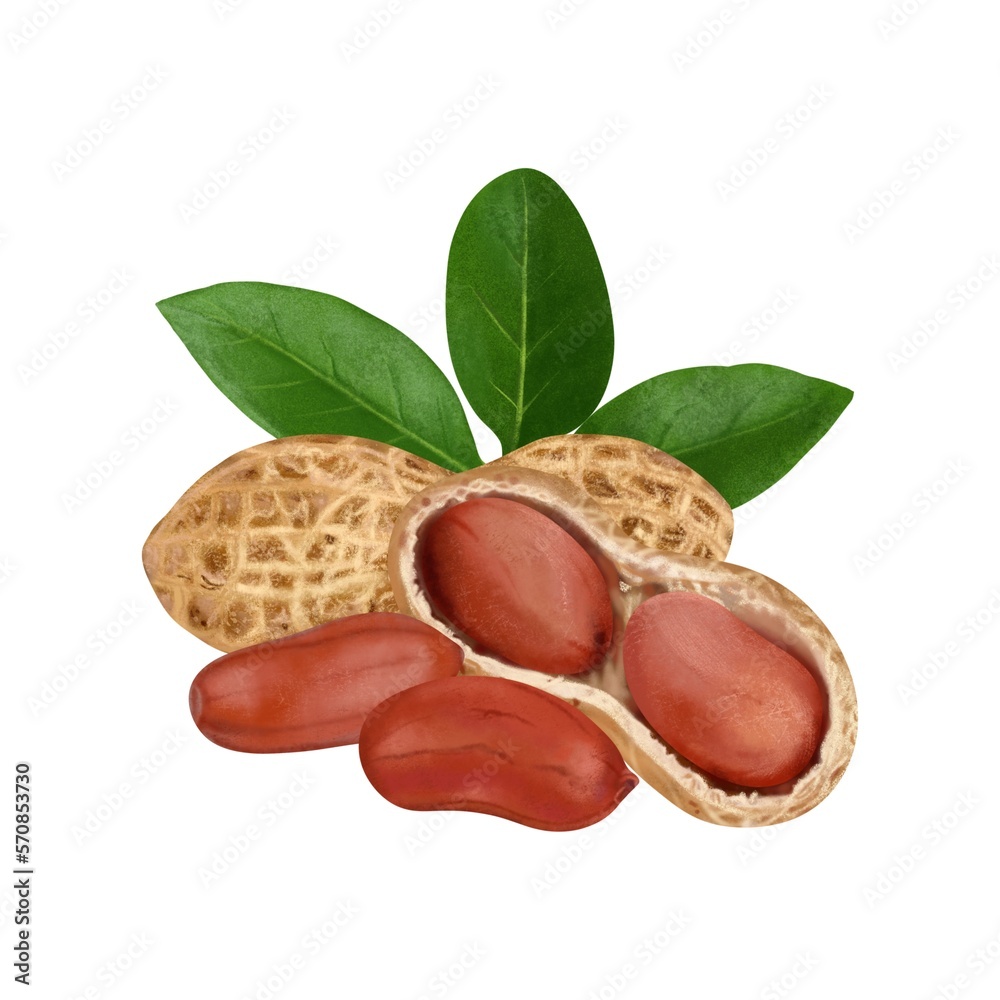 Peanuts peeled and in shell with a green leaf in the background set, digital hand drawing. Peanuts peeled and in shell with a green leaf in the background set, digital hand drawing.
