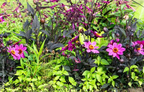 Blooming colourful dahlia flower, summer meadow