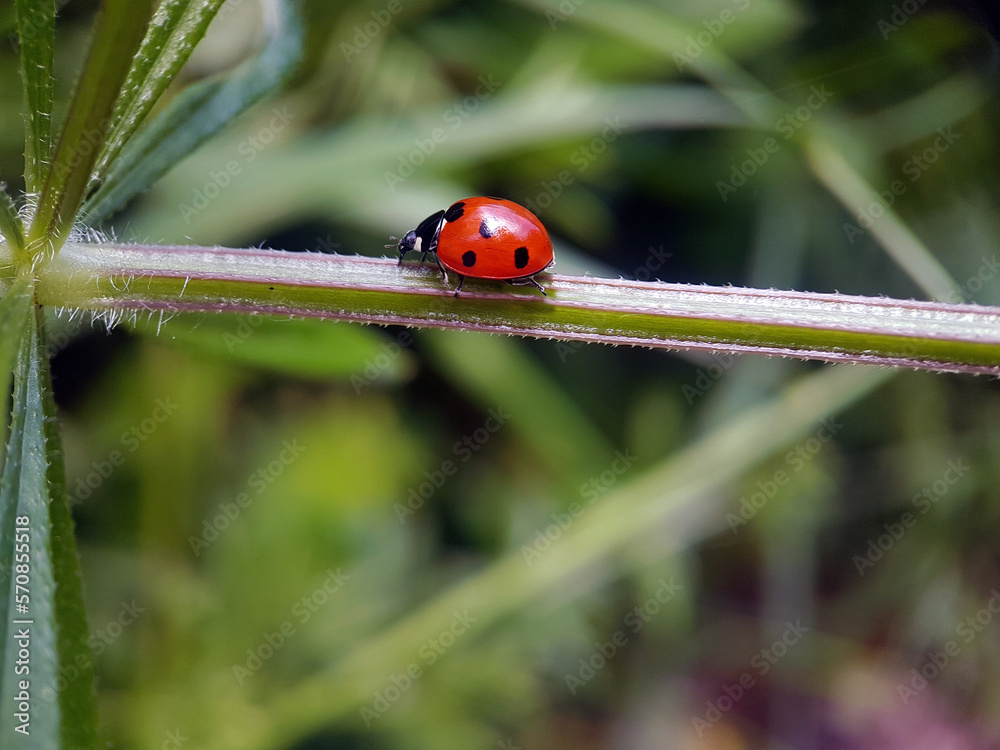 Fototapeta premium ladybird on a leaf