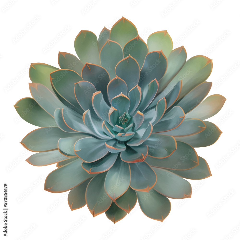 Succulent Plant Top View Isolated Detailed Hand Drawn Painting Illustration Succulent Plant Top View Isolated Detailed Hand Drawn Painting Illustration