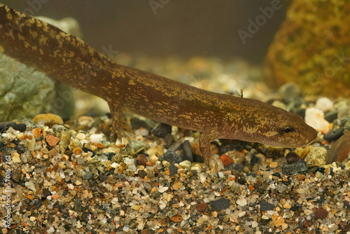 Closeup shot of a small territorial larvae of the coastal giant salamander, Dicamptodon tenebrosus form Oregon, USA