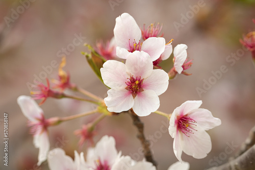 봄의 계절 한국의 벚꽃 © Robert