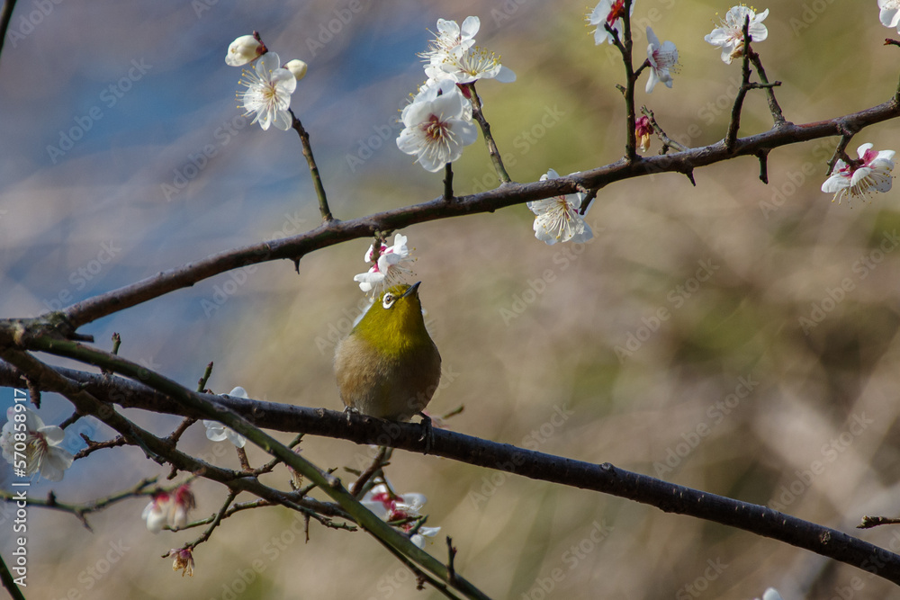 Naklejka premium 梅の花とメジロ