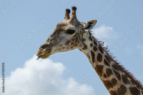 Girafe du Cap © Isabelle Lambert