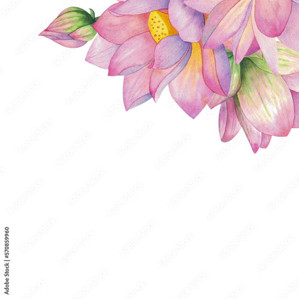 Composition with lotus flowers. Drawn in watercolor and isolated on a white background. Composition with lotus flowers. Drawn in watercolor and isolated on a white background.