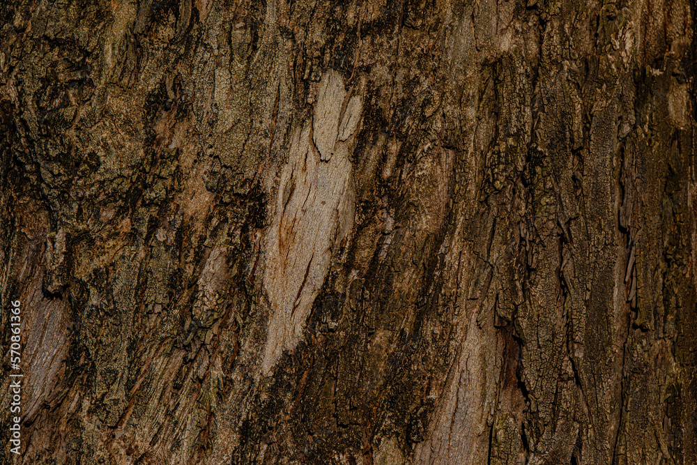 bark of a tree bark of a tree