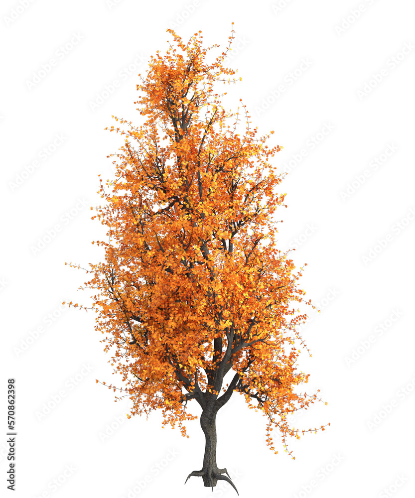 Albero con e senza foglie arancioni, verdi, gialle, rosse fondo trasparente  e isolato Stock Illustration | Adobe Stock