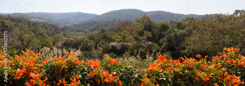 Rows of orange flowers shaped like firecrackers form a beautiful bunch. Orange Trumpet, Flame Flower. Panorama forest view, Loei Province Dan Sai District, Northeastern Thailand. photo