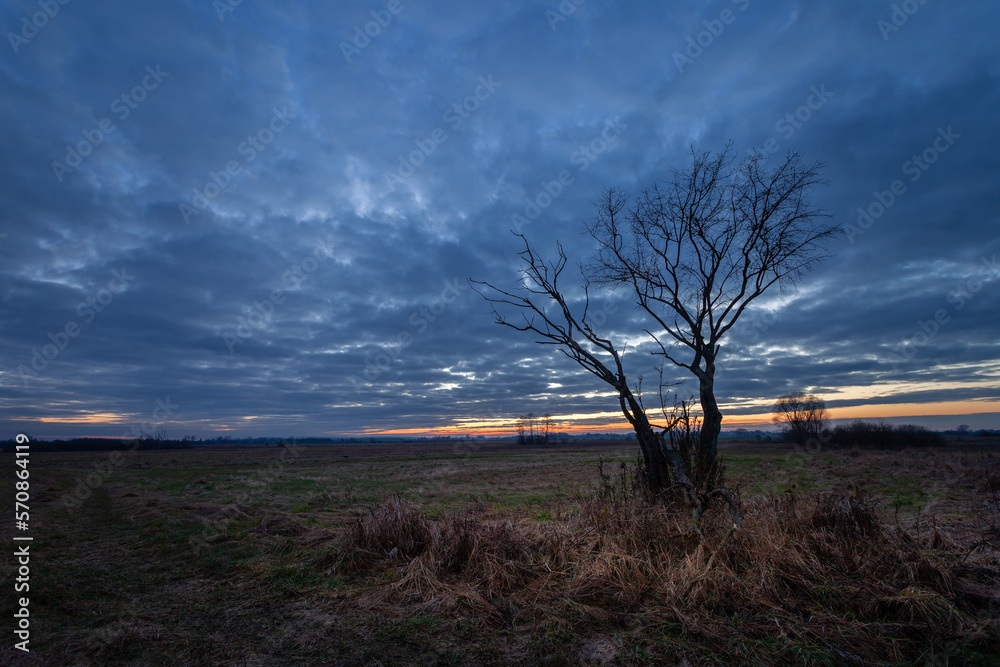 A leafless tree in a meadow and evening clouds after sunset, Czulczyce, Poland A leafless tree in a meadow and evening clouds after sunset, Czulczyce, Poland