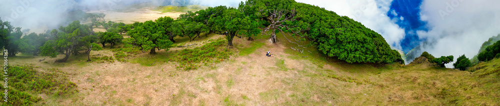 Madeira, Portugal. The magical Fanal Forest is part of the Laurisilva forest. Aerial view from drone with low clouds and trees