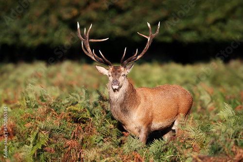 Red deer standing in bracken in autumn