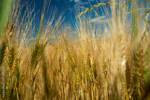 The view among the golden ears of grain and the blue sky