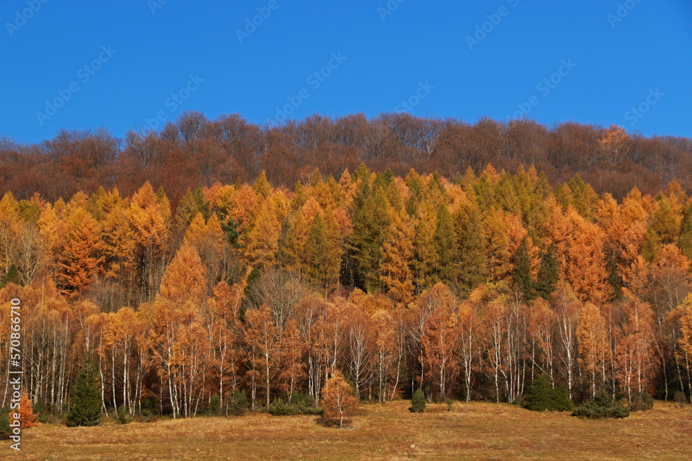 Autumn landscape of Przyslup Carynski in Bieszczady Mountains, Poland