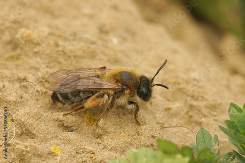 Closeup shot on a female gray-gastered mining bee, Andrena tibialis, on the ground