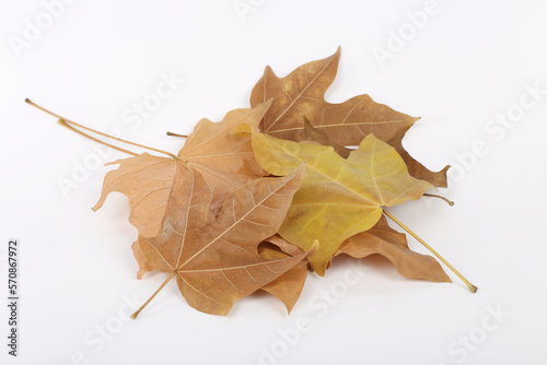 Autumn maple tree leaves full frame arrangement with many colorful leaves on white background