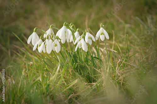 Closeup of fresh white flowers of the common snowdrop emerging within the grass © Henk