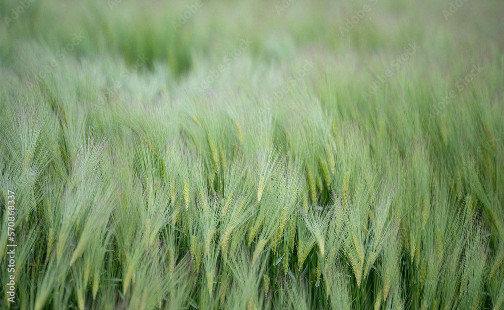 Barley in the field. Green ears of barley in the spring field. Cereal plants waving in the wind.