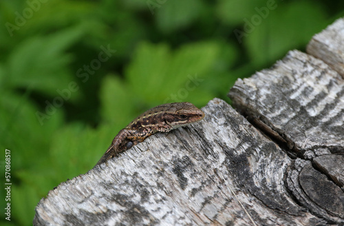 Fototapeta Naklejka Na Ścianę i Meble -  Sand lizard in Bieszczady Mountains, Poland
