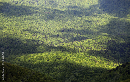 Fototapeta Naklejka Na Ścianę i Meble -  Spring landscape of forest in the Bieszczady mountains, Poland