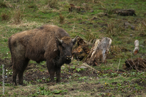 European bison in Bieszczady Mountains, Poland
