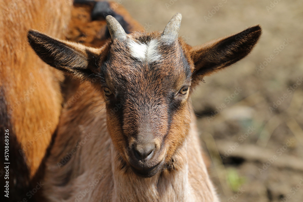 Young goat on the farm in Bieszczady, Poland Young goat on the farm in Bieszczady, Poland