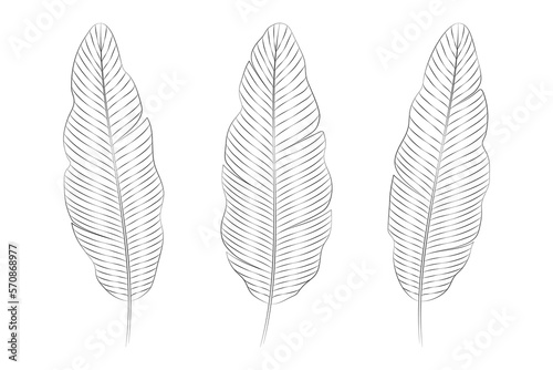 Banana tropical leaves. Vector botanical illustration, contour graphic drawing.