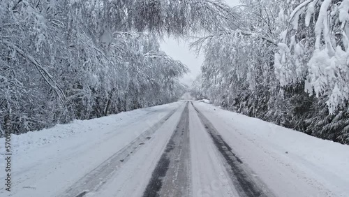 The road in forest after snowstorm. Trees with droopy branches near the road. Plateliai, Lithuania.
