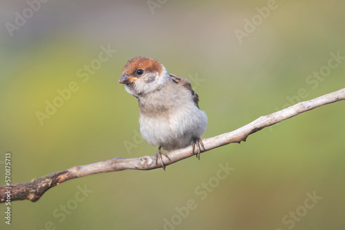 little sparrow sitting on a branch