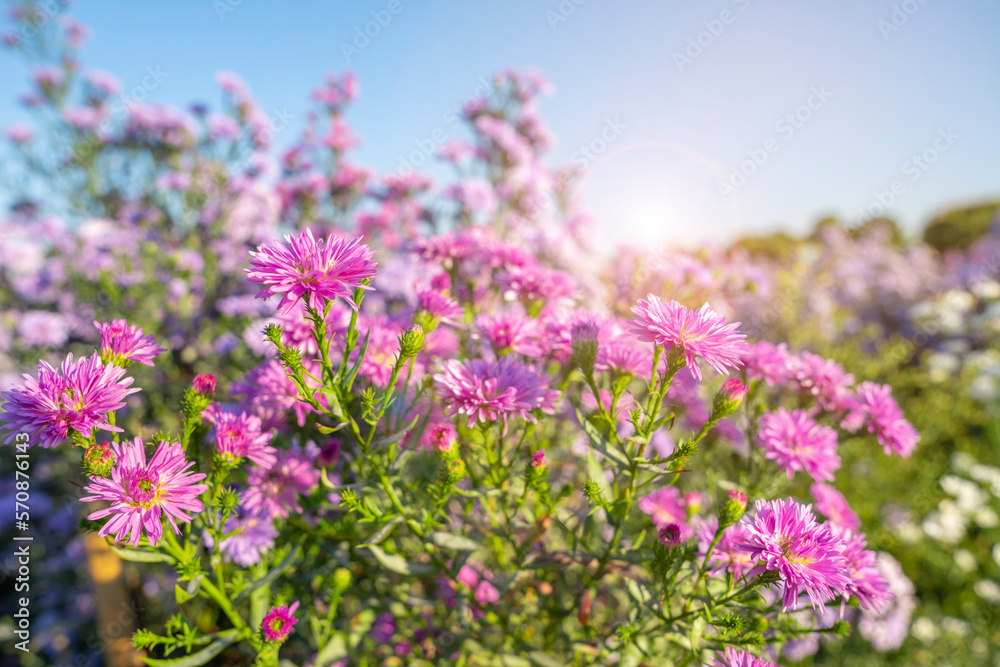 The purple and white margaret flower blooming in the garden.