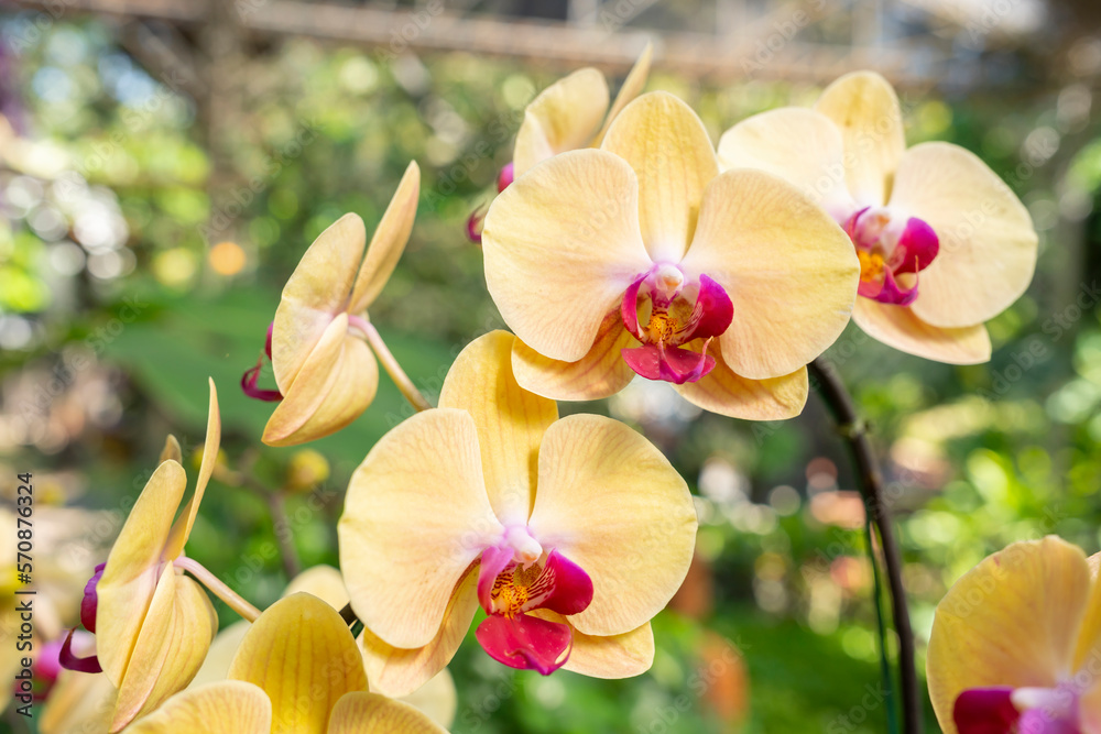 The yellow Orchid in nature farm. The yellow Orchid in nature farm.
