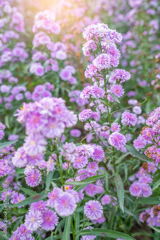 The Purple margaret flower blooming with sunlight in the garden