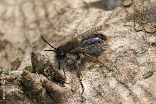 Closeup on a male of the Clark's mining bee, Andrena clarkella, sitting on wood