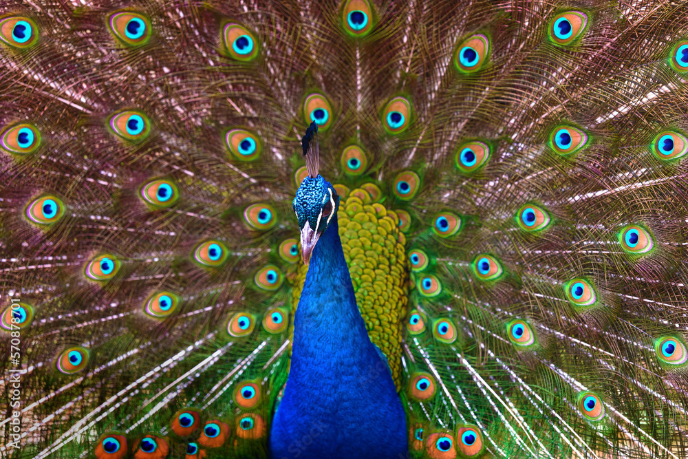 Fototapeta premium peacock with feathers unfolded looking straight ahead