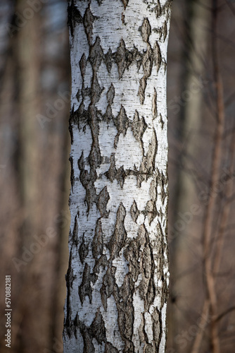 Fototapeta Naklejka Na Ścianę i Meble -  white birch trunk birch forest in winter