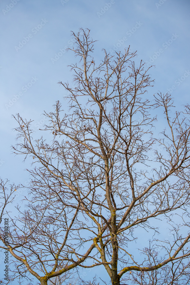 bare tree branches against a blurred blue sky background bare tree branches against a blurred blue sky background