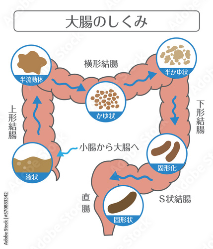 人間の体_大腸のしくみ　便が出るまで