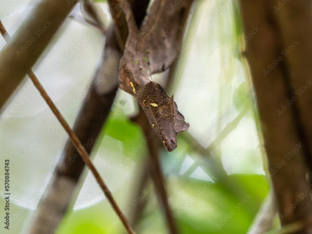 The Satanic leaf-tailed gecko, Uroplatus phantasticus, has a truly fantastic appearance. Ranomafana National Park. Madagascar wildlife The Satanic leaf-tailed gecko, Uroplatus phantasticus, has a truly fantastic appearance. Ranomafana National Park. Madagascar wildlife