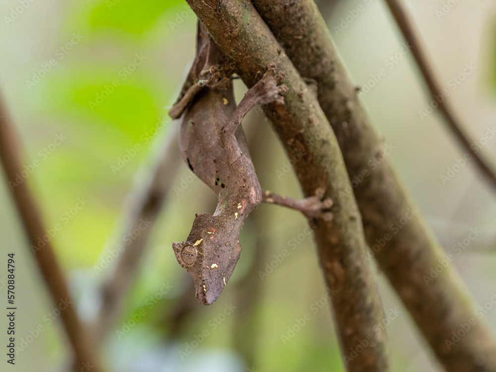 The Satanic leaf-tailed gecko, Uroplatus phantasticus, has a truly fantastic appearance. Ranomafana National Park. Madagascar wildlife The Satanic leaf-tailed gecko, Uroplatus phantasticus, has a truly fantastic appearance. Ranomafana National Park. Madagascar wildlife