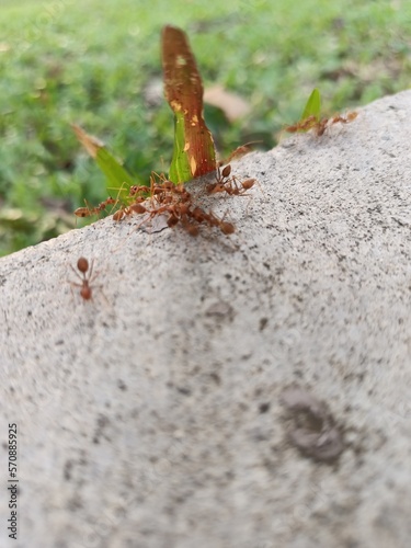 Red ants in the garden