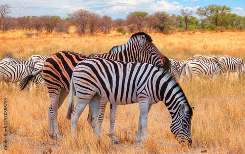 Herd of zebras in yellow grass - Etosha National Park  Namibia  Africa