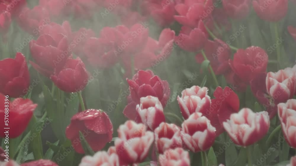 Red tulip flowers blooming in the garden with water spray, large group of multi colored flowers nature still vivid background, Close up.
Red tulip flowers blooming in the garden with water spray, large group of multi colored flowers nature still vivid background, Close up.