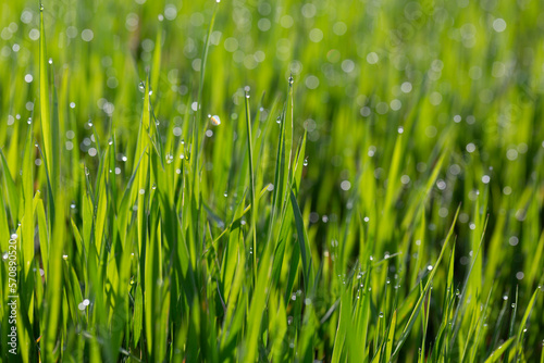 Background of grass and dew on a summer day, nature background