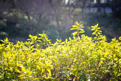 東福寺の庭の植物