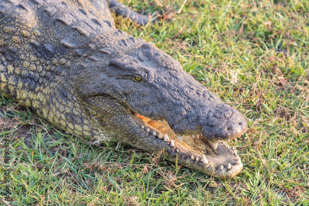 Obraz premium Krokodil