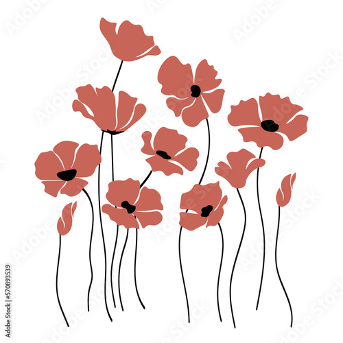 Poppy flowers vector illustration