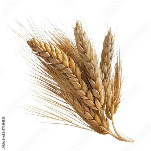 wheat ears isolated on white photo