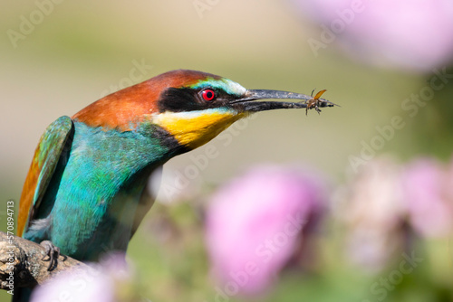 bee-eater, beautiful bird among spring flowers