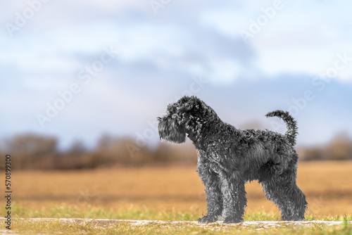 Fototapeta Naklejka Na Ścianę i Meble -  dog on a walk in nature. little black schnauzer