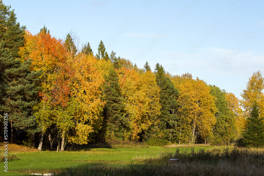 autumn in the forest autumn in the forest